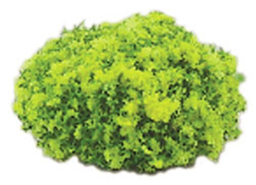 Dollhouse Miniature Blossom Bush 1.5 Inch R Yellow, 2Pc Dollhouse Miniature Blossom Bush 1.5 Inch R Yellow, 2Pc