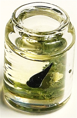 Philip Grenyer Tadpole Jar