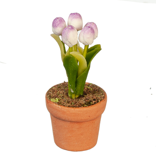 Lavender Tulip In Pot