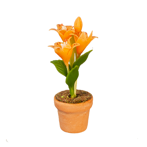 Asian Lily In Pot