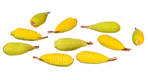 Corn On The Cob/10