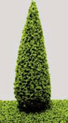 Dollhouse Miniature 3 Inch Poplar Tree