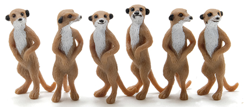 MeerKat, 6pc